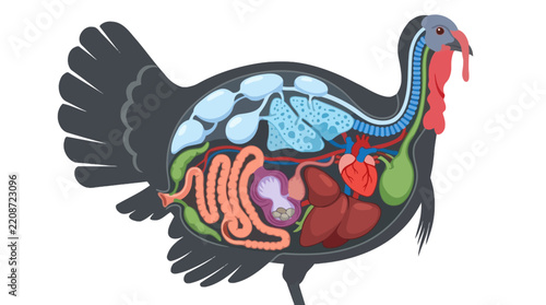 turkey cock cartoon illustration Turkey_internal_anatomy_illustra
