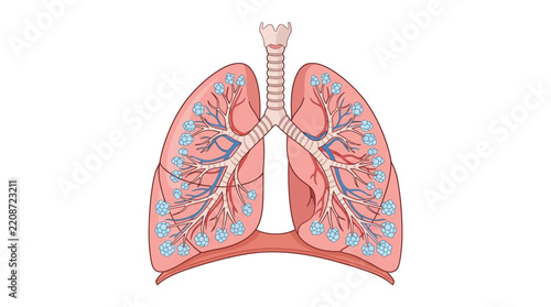 Vector_illustration_of_human_lungs