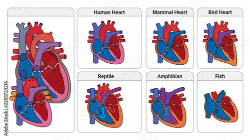 Vertebrate_heart_collection_vect