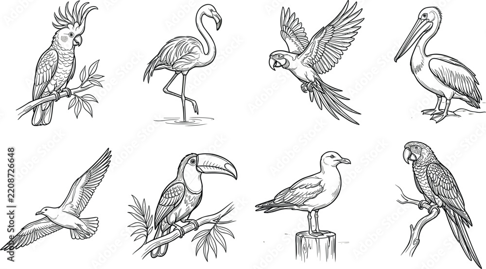 Obraz premium Vintage bird vector set featuring engraved style illustrations of flamingo parrot toucan cockatoo and pelican isolated on white background