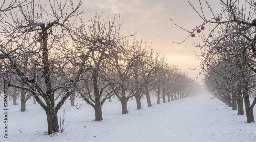 Obraz premium Winter apple orchard with snow covered trees in a misty landscape at sunset, rural agricultural scenery