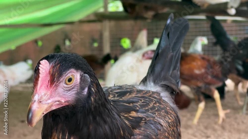 Portrait of young hen looking around in poultry farm setting.