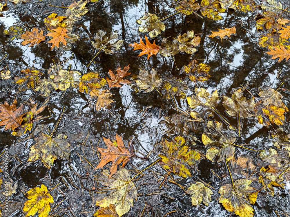 Obraz premium autumn leaves floating in dark still water puddle with trees reflection.