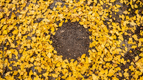 Obraz na płótnie Ginkgo Leaf Frame with Copy Space