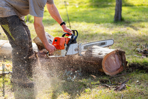 man cutting felled gumtree log using chainsaw