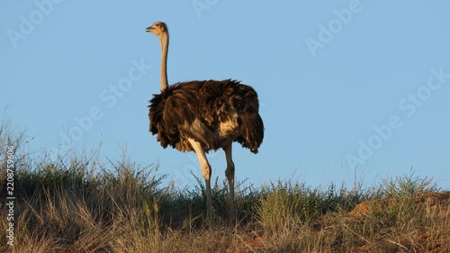 An ostrich (Struthio camelus) standing on a dune against a blue sky, Kalahari desert, South Africa