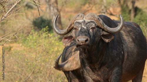 Portrait of an African or Cape buffalo (Syncerus caffer), Kruger National Park, South Africa
