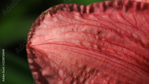 A close-up image of a pink leaf showing intricate veins, wrinkled surface, an...