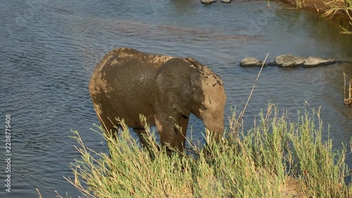 An large African bull elephant (Loxodonta africana) walking in a river, Kruger National Park, South Africa
