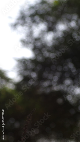 Mystical blurred forest overlay effect for design