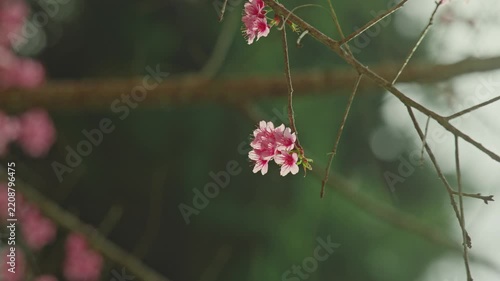 Pink cherry blossom cluster hanging on slender branch in soft right-side backlight, closeup view with deep green bokeh background and calm spring atmosphere