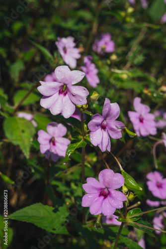 Close up of small purple wild impatiens flowers covered with water droplets among green foliage   