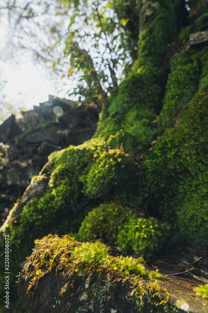 Obraz premium Low angle shot of bright green moss growing densely over rocks and a tree trunk in a forest