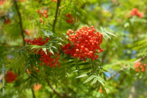 Close up of rowan berries