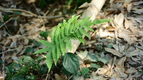 Fern leaves grow vibrantly among dry fallen brown autumn foliage.