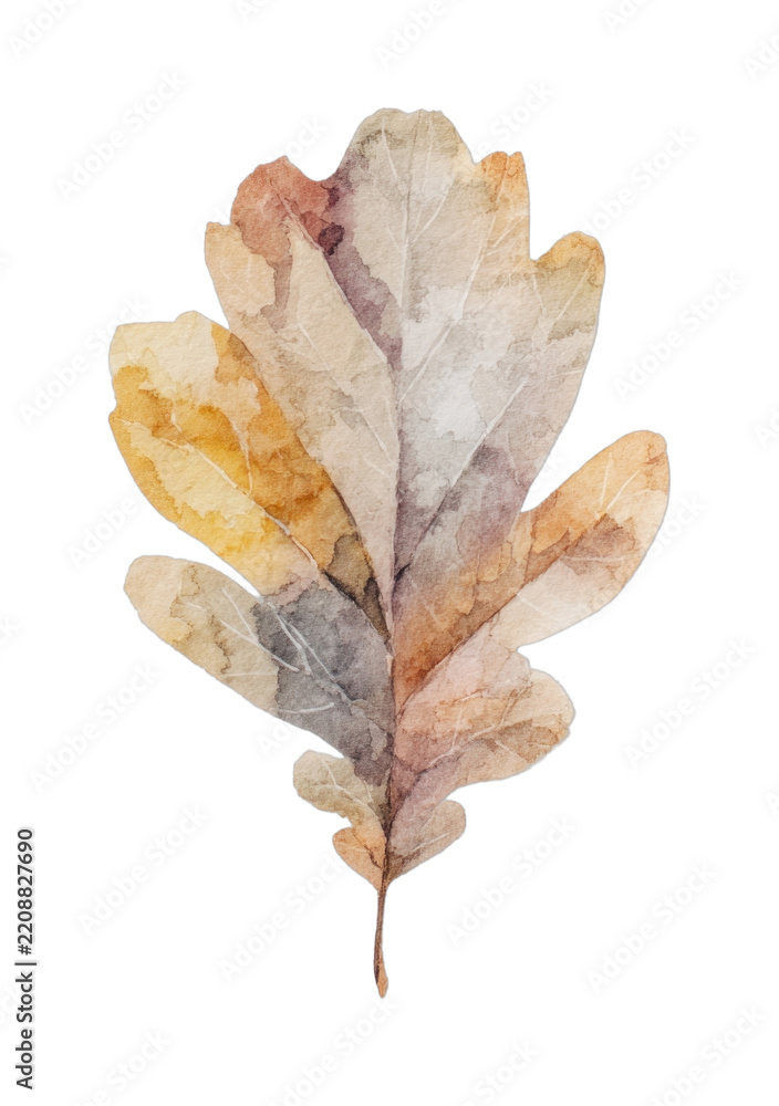 Obraz premium PNG Watercolor oak leaf transparent PNG illustration in autumn tones