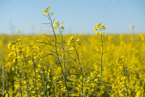 Detailed view of blooming canola stems against a golden field