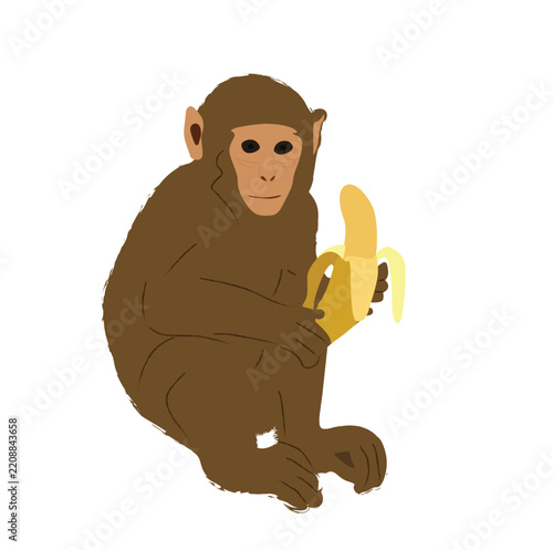 A monkey is eating a banana.
