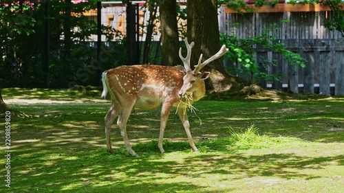 The fallow deer, Dama mesopotamica is a ruminant mammal belonging to the family Cervidae.