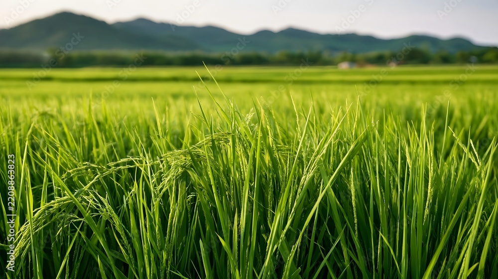 Obraz premium Vibrant green rice paddies stretch across a serene landscape with soft hills in the distance under clear skies