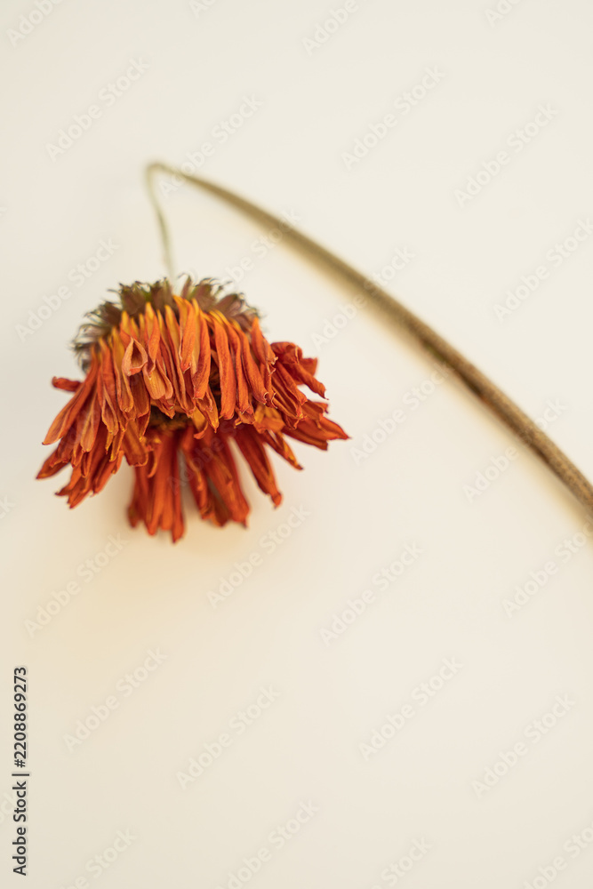 Fototapeta premium Orange gerbera daisy in decay, close-up on smooth white