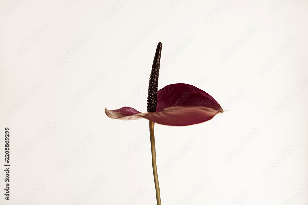 Fototapeta premium Elegant Burgundy Anthurium Flower Still Life