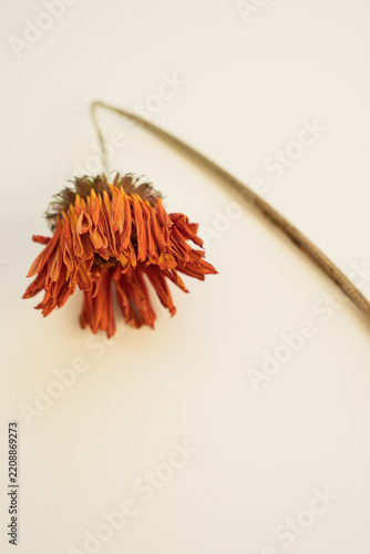 Orange gerbera daisy in decay, close-up on smooth white