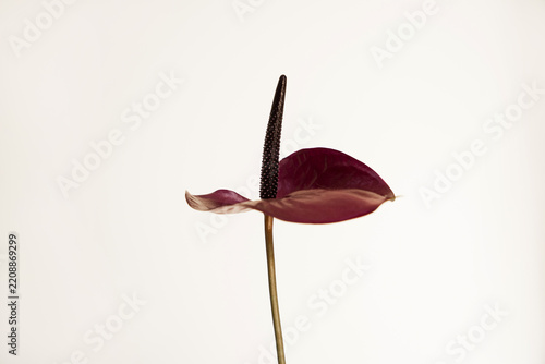 Elegant Burgundy Anthurium Flower Still Life