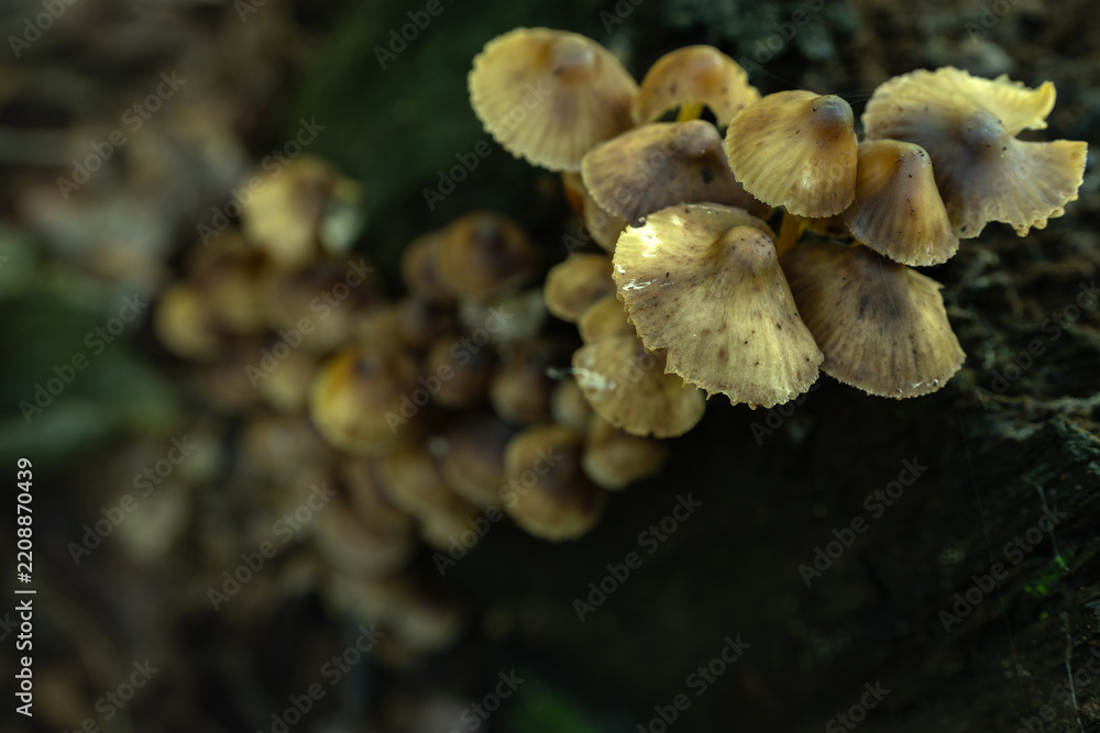 Fototapeta premium Wild mushrooms growing on a decaying tree trunk in an autumn forest