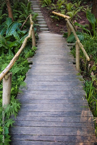 Wooden path winds through lush green ferns and plants