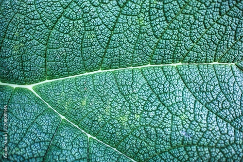 Green leaf close-up reveals intricate vein patterns