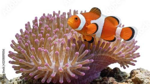 Orange clownfish swimming near purple anemone, isolated on transparent background