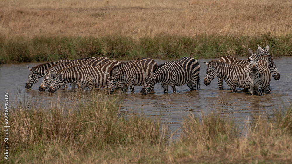 Obraz premium Zebras grazing in groups at sunset in Mara triangle during migration season
