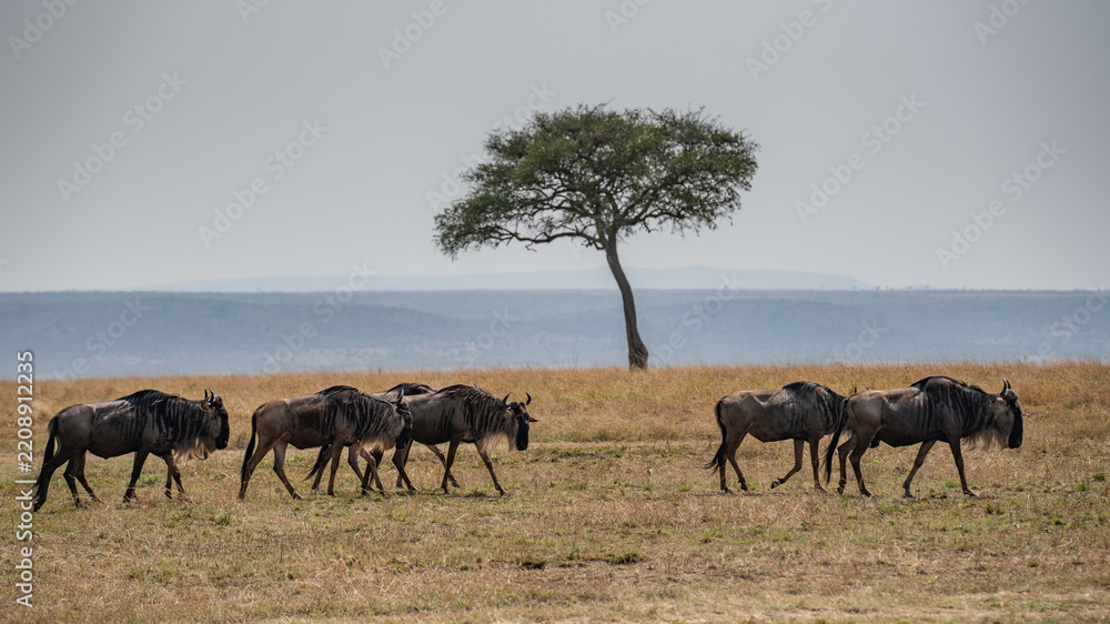 Obraz premium Big herd of wildebeest in the savannah. Great Migration. Kenya. Tanzania. Masai Mara National Park. An excellent illustration.