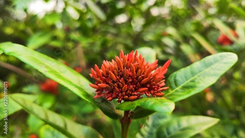 Red Flower in Full Bloom Amid a Natural Outdoor Setting