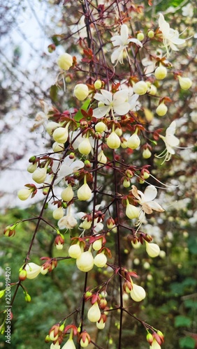 White Flower in Full Bloom During an Early Spring Morning