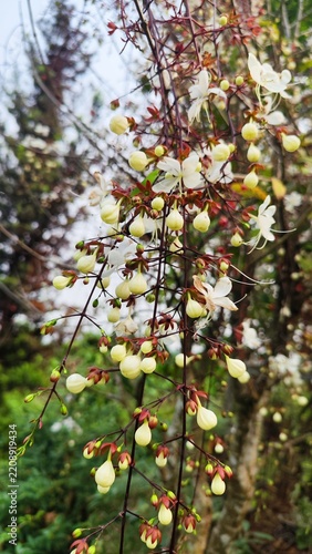 White Flower in Full Bloom During an Early Spring Morning
