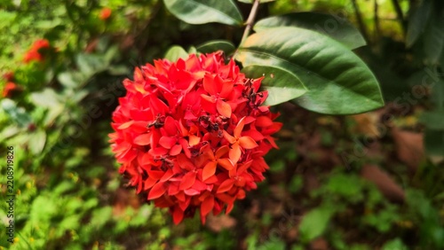 Red Flower in Full Bloom Amid a Natural Outdoor Setting