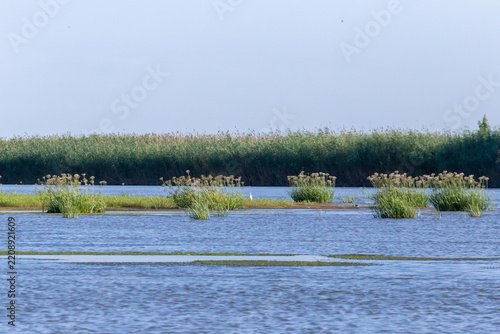 Russia. Astrakhan region. Volga River Delta. A white heron hid in the reeds