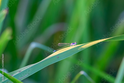 Ischnura elegans resting on a leaf