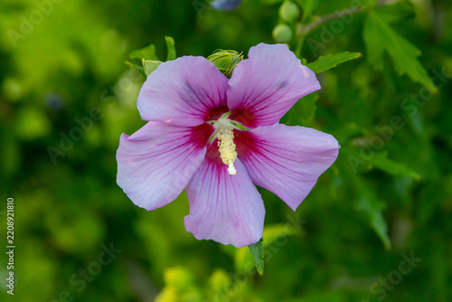 Pink rose of sharon flower (hibiscus syriacus)