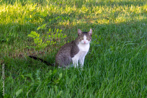 A tabby kitten sits on a grass.