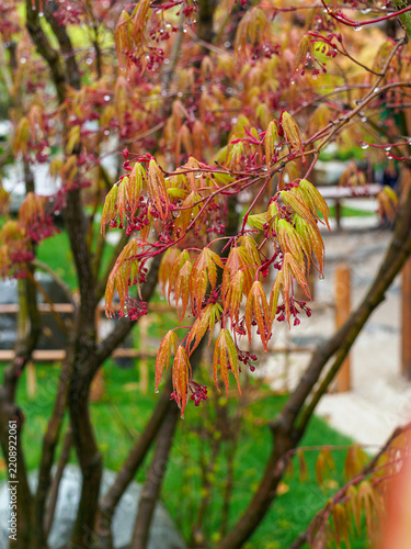 Young spring leaves and small reddish flowers of the Japanese maple (Acer palmatum)