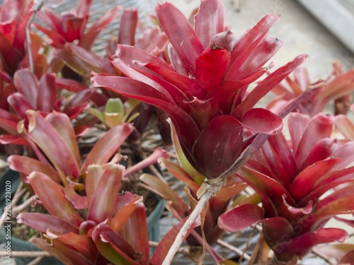 Fotografie Neoregelia Fireball” (ネオレゲリア ファイヤーボール)は、火の玉のように鮮やかな赤や紫みがかったピンク色の葉が美しい、パイナップル科（ブ