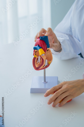 Dentist explaining with heart model to patient