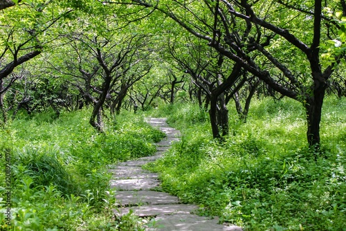 path in the forest