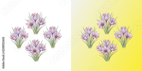 Fotografie Saffron flower botanical illustration with purple crocus plant clusters