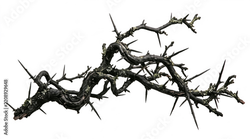  dark, gnarled branch with sharp thorns