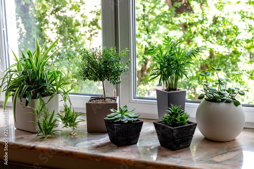 Beautiful collection of houseplants in pots on a summer windowsill. Cozy natural home interior with sunlight and fresh greenery