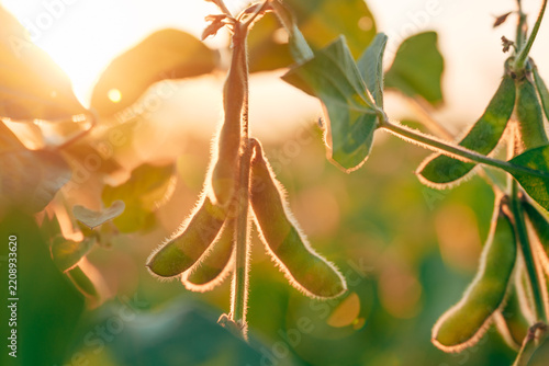 Back lit green soybean pods with fine hairs glowing in evening sunlight on an agricultural field. Concept of sustainable crop farming, organic soy production, agriscience, and harvest readiness.